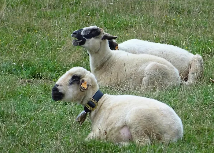Horská chata Rezydencja Zawoja *